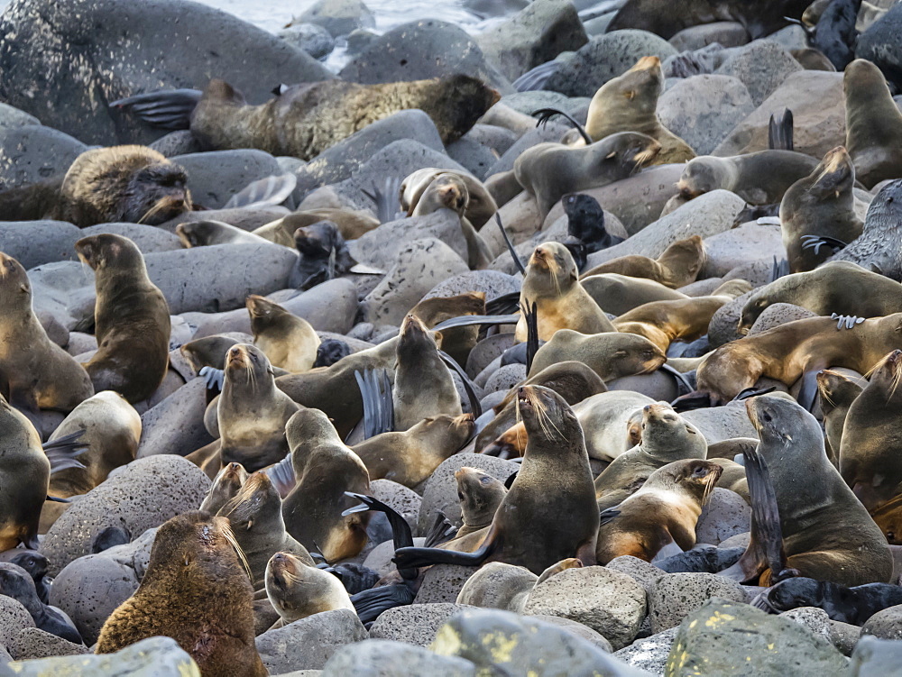 Breeding colony of northern fur seals (Callorhinus ursinus) on St. Paul Island, Pribilof Islands, Alaska, United States of America, North America