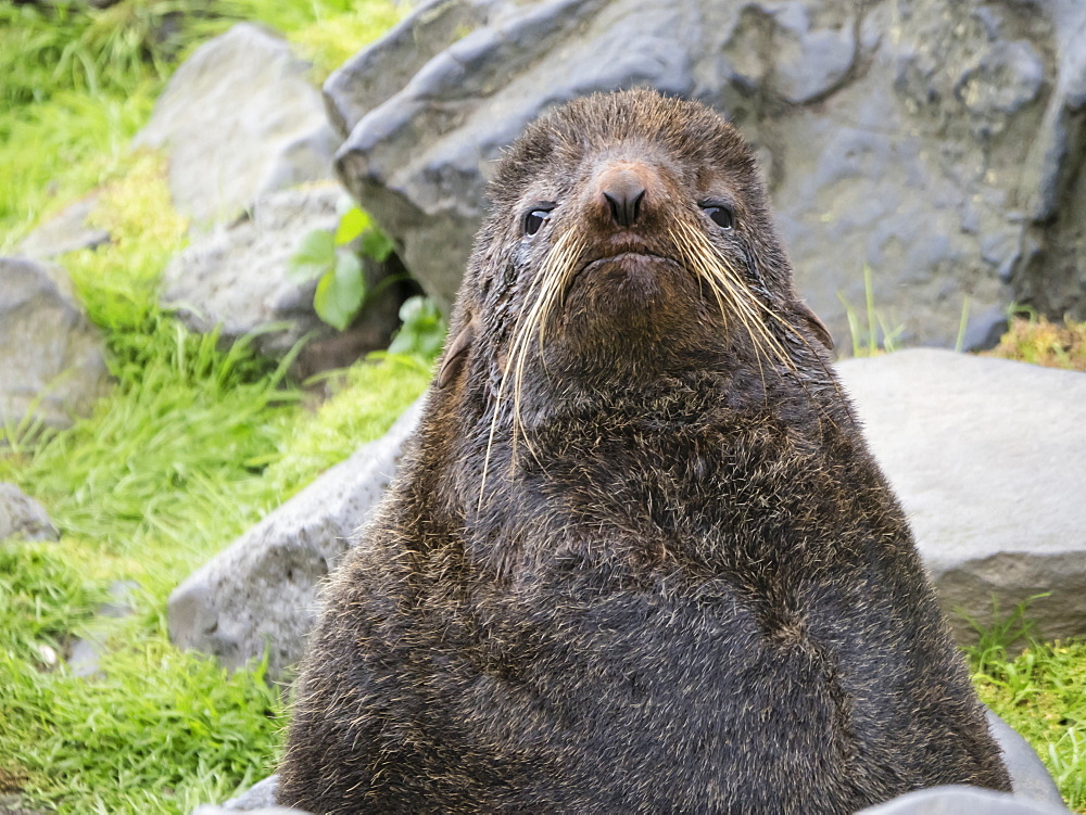 Adult bull northern fur seal (Callorhinus ursinus) on St. Paul Island, Pribilof Islands, Alaska, United States of America, North America