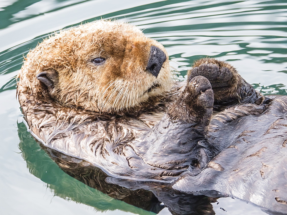 An adult sea otter (Enhydra lutris) resting on its back in the harbor at Kodiak, Kodiak Island, Alaska, United States of America, North America