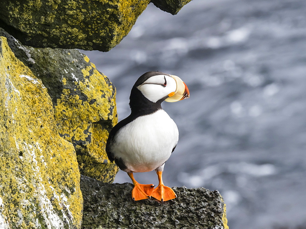 Adult horned puffin (Fratercula corniculata), on nesting cliff on St. Paul Island, Pribilof Islands, Alaska, United States of America, North America