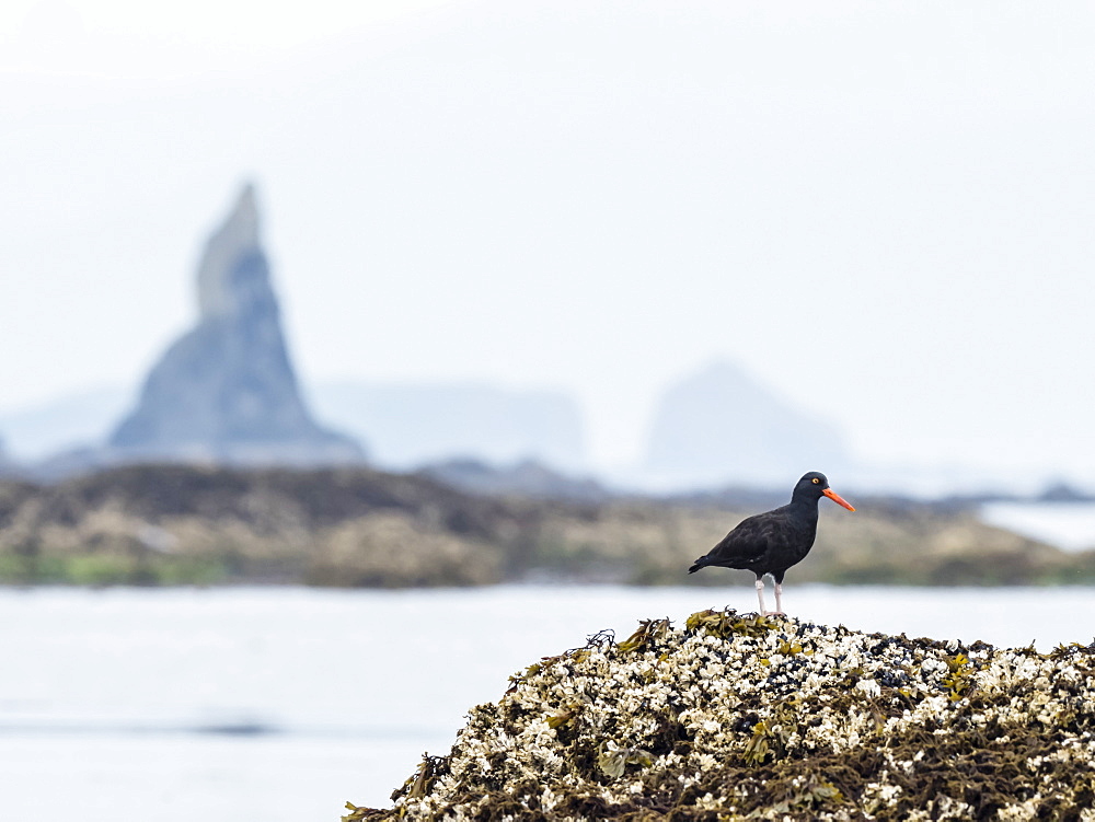 Adult black oystercatcher (Haematopus bachmani), on a small reef near Kodiak Island, Alaska, United States of America, North America