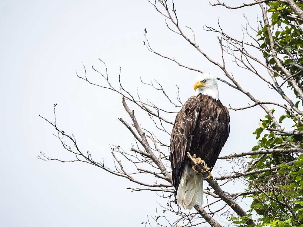 Adult bald eagle (Haliaeetus leucocephalus), on perch in Geographic Harbor, Katmai National Park, Alaska, United States of America, North America