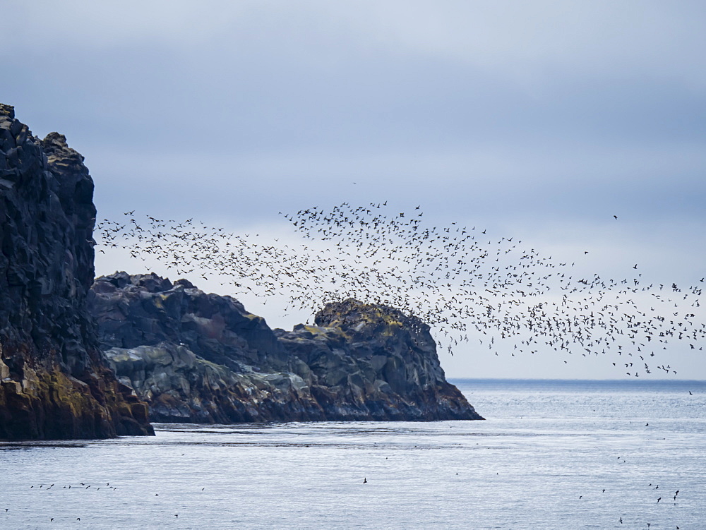 Flocks of seabirds take flight along the shores of Kiska Island, Aleutians, Alaska, United States of America, North America