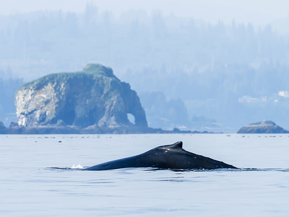 Adult humpback whale (Megaptera novaeangliae), surfacing off Kodiak Island, Alaska, United States of America, North America