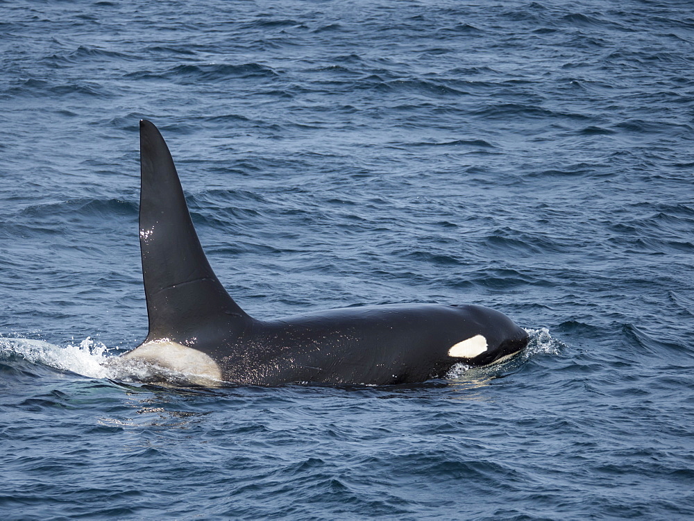 Adult bull killer whale (Orcinus orca), surfacing off Kagamil Island, Aleutian Islands, Alaska, United States of America, North America