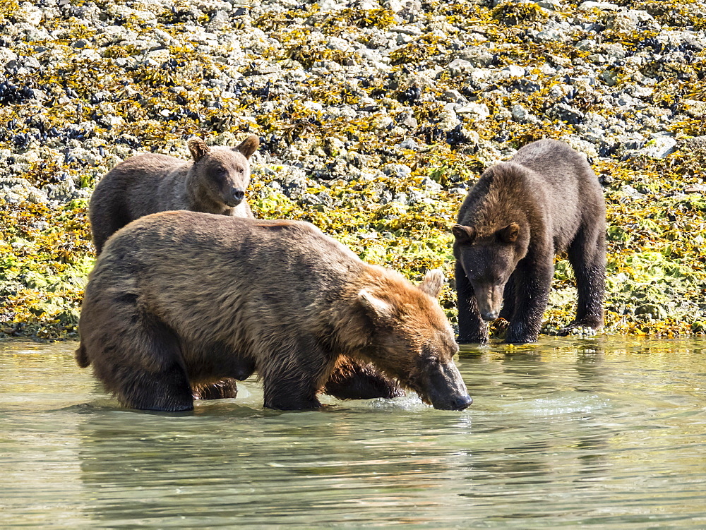 A mother brown bear (Ursus arctos), feeding with her cubs in Geographic Harbor, Katmai National Park, Alaska, United States of America, North America