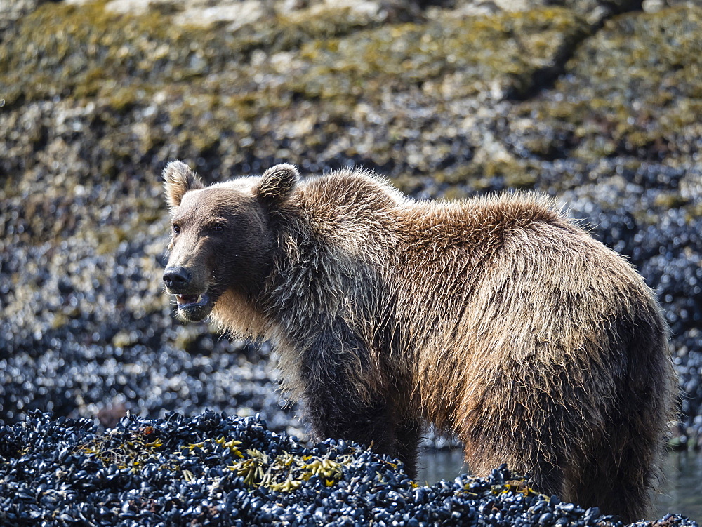 Young brown bear (Ursus arctos), feeding at low tide in Geographic Harbor, Katmai National Park, Alaska, United States of America, North America