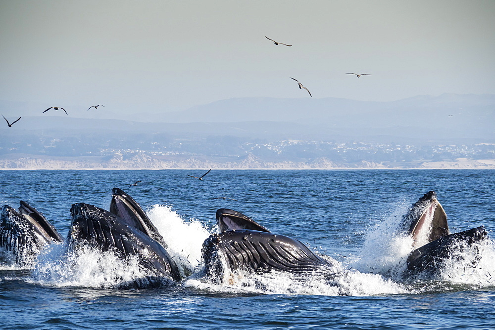 Humpback whales (Megaptera novaeangliae), lunge-feeding in Monterey Bay National Marine Sanctuary, California, United States of America, North America