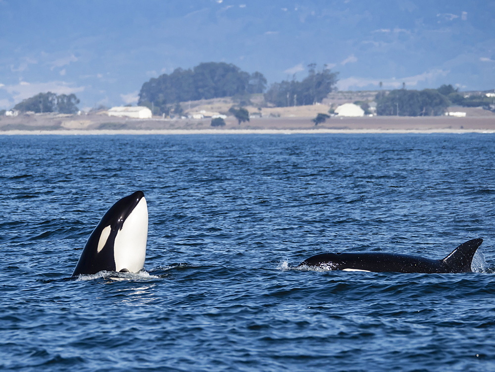 Transient type killer whale (Orcinus orca), spy-hopping in Monterey Bay National Marine Sanctuary, California, United States of America, North America