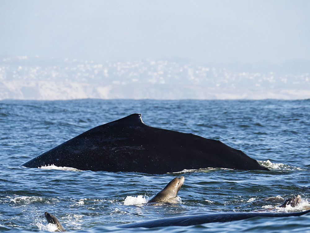 California sea lions (Zalophus californianus), with humpback whale, Monterey Bay National Marine Sanctuary, California, United States of America, North America