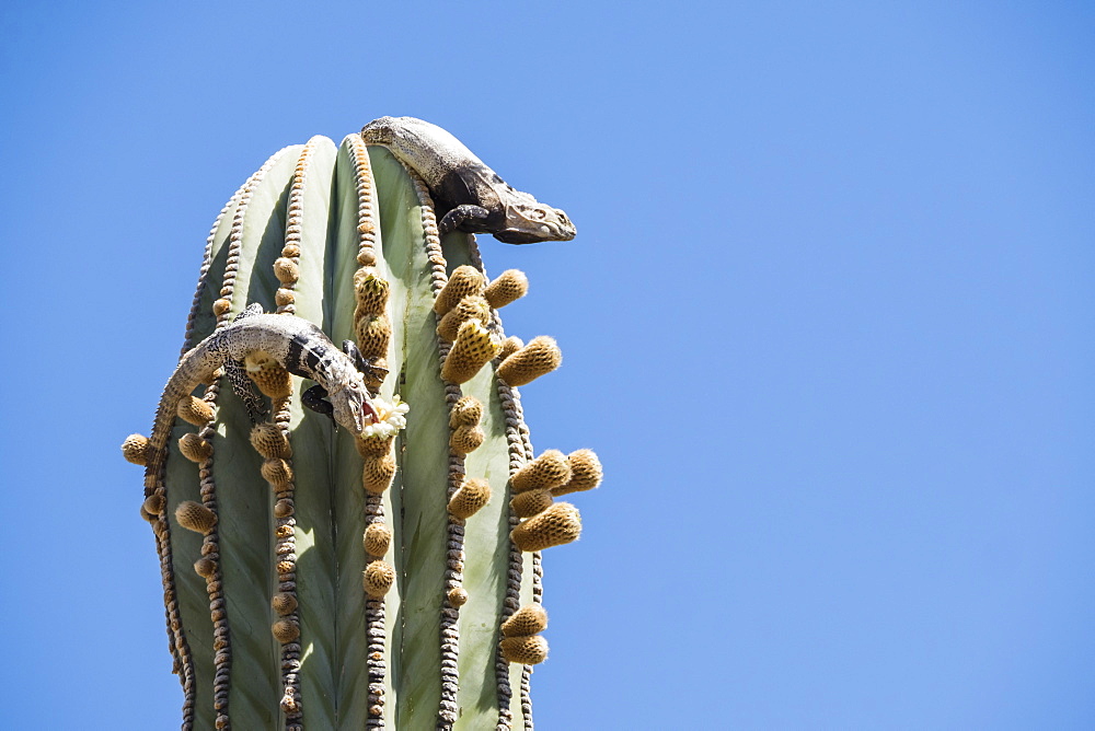 San Esteban spiny-tailed iguanas (Ctenosaura conspicuosa), eating cactus, Isla San Esteban, Baja California, Mexico, North America