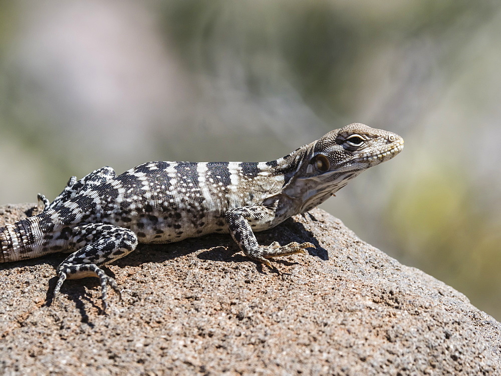 Juvenile San Esteban spiny-tailed iguanas (Ctenosaura conspicuosa), Isla San Esteban, Baja California, Mexico, North America