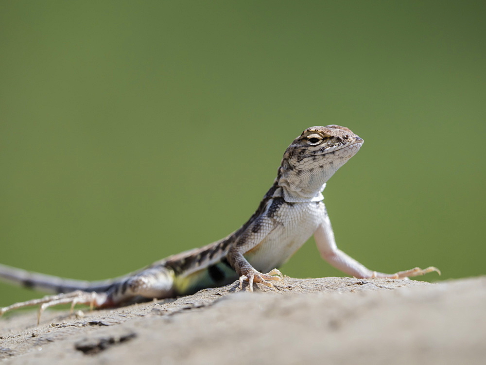 Adult zebra-tailed lizard (Callisaurus draconoides) basking in the sun, San Jose del Cabo, Baja California Sur, Mexico, North America