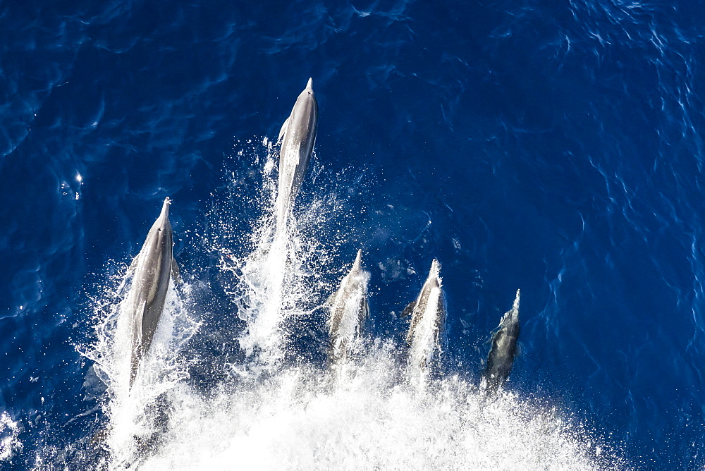 Long-beaked common dolphins (Delphinus capensis), bow-riding off Magdalena Island, Baja California Sur, Mexico, North America