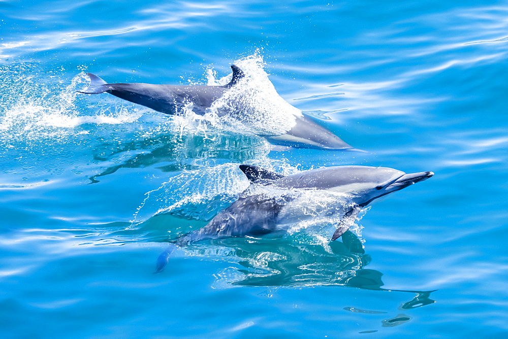 Long-beaked common dolphins (Delphinus capensis), off Isla San Marcos, Baja California Sur, Mexico, North America