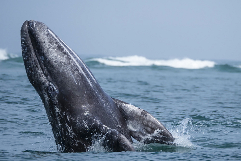 California gray whale calf (Eschrichtius robustus), breaching in San Ignacio Lagoon, Baja California Sur, Mexico, North America