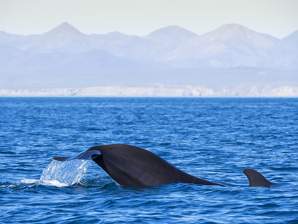 Short-finned pilot whale (Globicephala macrorhynchus), tail-lobbing off Isla San Marcos, Baja California Sur, Mexico, North America