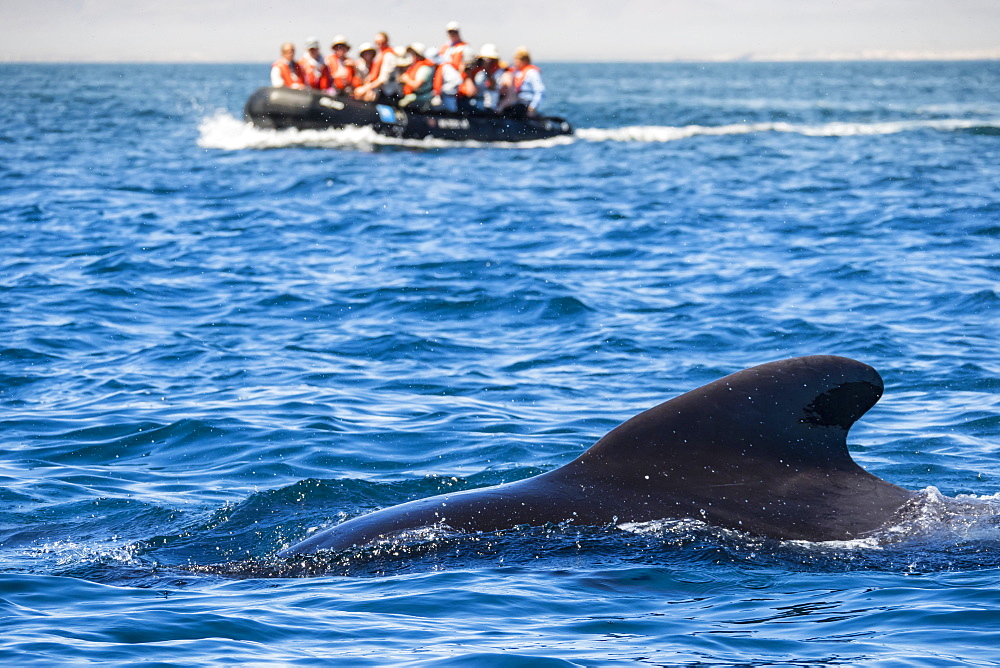 Short-finned pilot whale (Globicephala macrorhynchus), with Zodiacs off Isla San Marcos, Baja California Sur, Mexico, North America