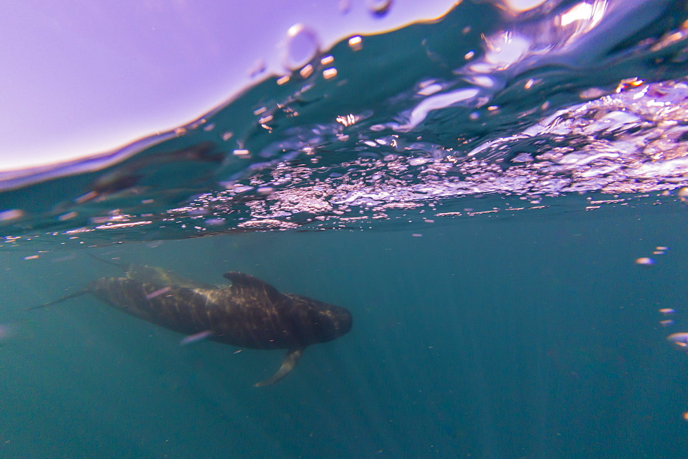 Short-finned pilot whale (Globicephala macrorhynchus), underwater off Isla San Marcos, Baja California Sur, Mexico, North America