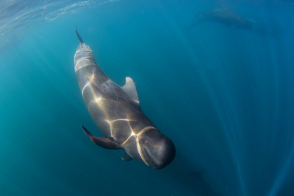 Short-finned pilot whale (Globicephala macrorhynchus), underwater off Isla San Marcos, Baja California Sur, Mexico, North America