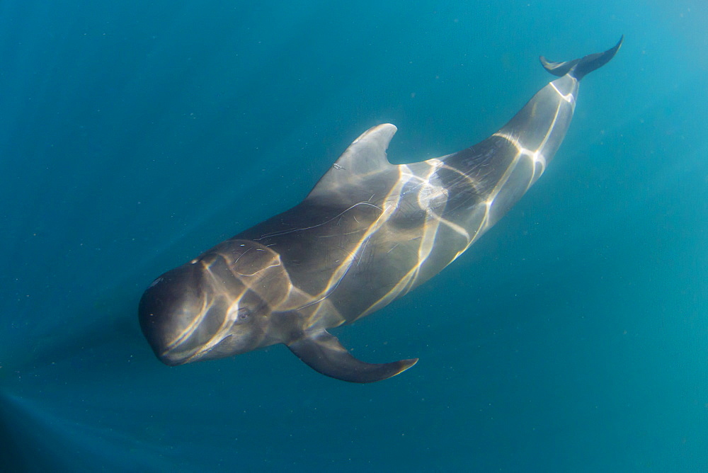 Short-finned pilot whale (Globicephala macrorhynchus), underwater off Isla San Marcos, Baja California Sur, Mexico, North America