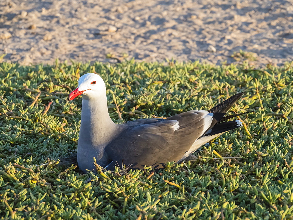 Adult Heermann's gull (Larus heermanni) at nesting site on Isla Rasa, Baja California, Mexico, North America