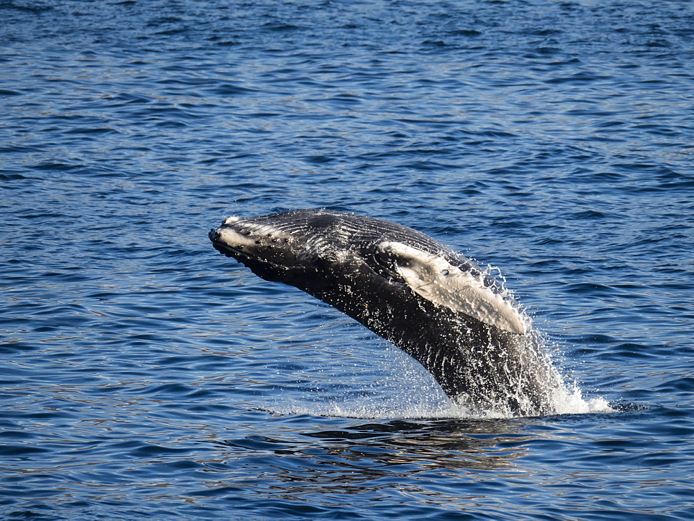 Humpback whale (Megaptera novaeangliae), calf breaching at Los Cabos, Baja California Sur, Mexico, North America