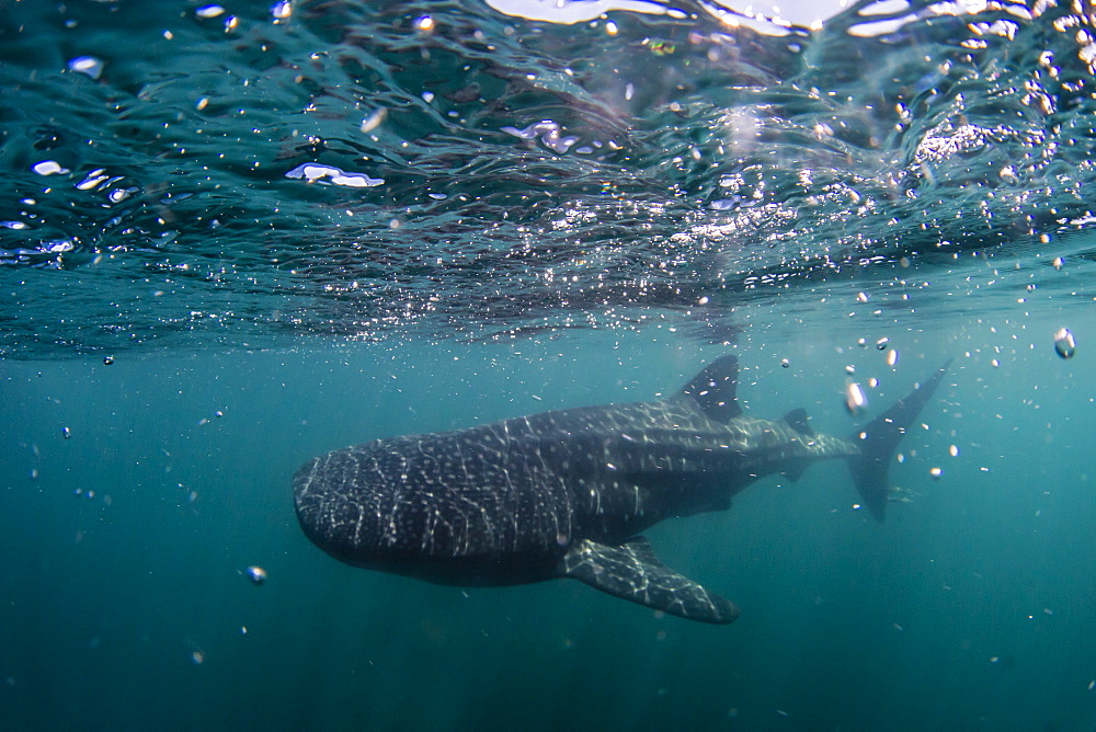 Juvenile whale shark (Rhincodon typus), underwater near Los Islotes, Baja California Sur, Mexico, North America