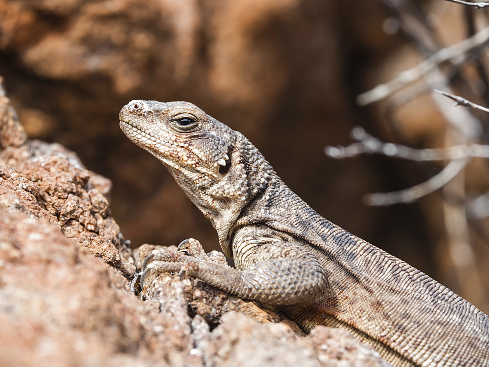 An adult common chuckwalla (Sauromalus ater), basking in the sun at Isla Danzante, Baja California Sur, Mexico, North America