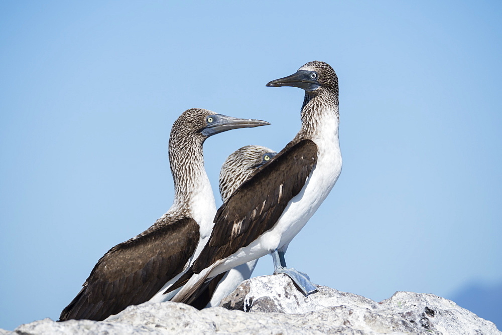 Three adult blue-footed boobies (Sula nebouxii), on Isla San Marcos, Baja California Sur, Mexico, North America