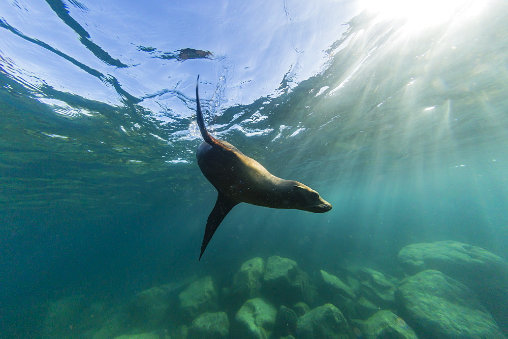 Playful California sea lion (Zalophus californianus), underwater at Los Islotes, Baja California Sur, Mexico, North America