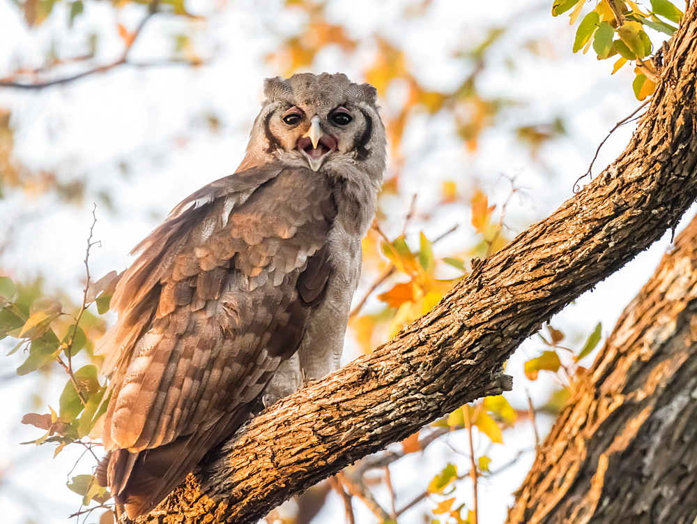 A young Verreaux's eagle-owl (Bubo lacteus), in Chobe National Park, Botswana, Africa