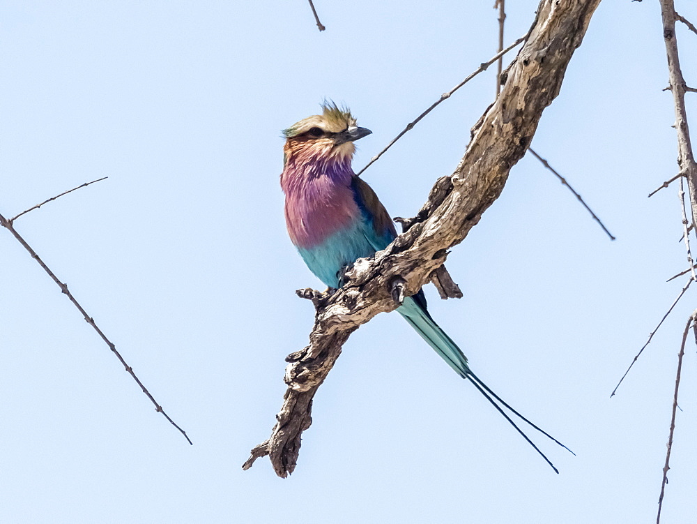 An adult lilac-breasted roller (Coracias caudatus), in Chobe National Park, Botswana, Africa