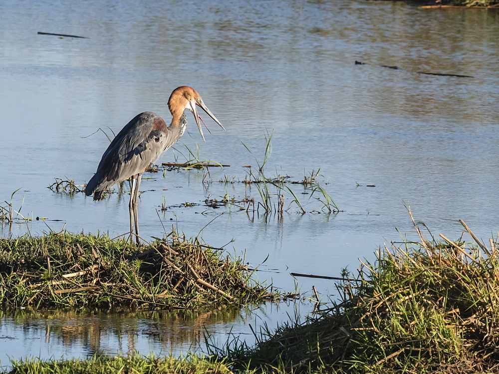 An adult goliath heron (Ardea goliath), swallowing a fish in Chobe National Park, Botswana, Africa