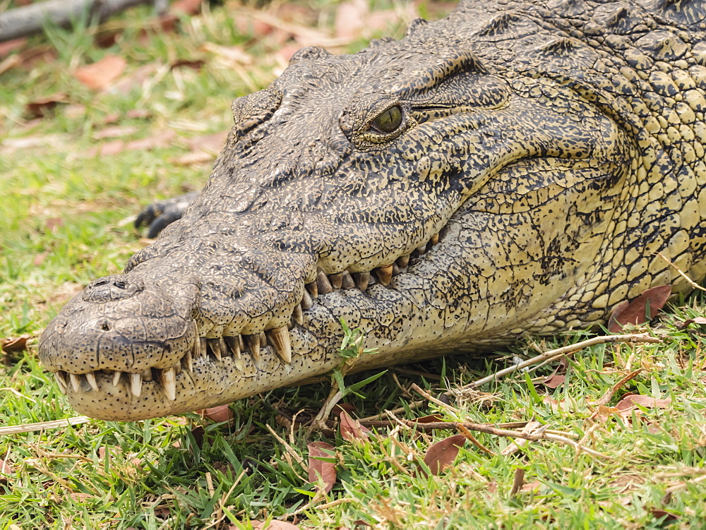 An adult Nile crocodile (Crocodylus niloticus), in Chobe National Park, Botswana, Africa