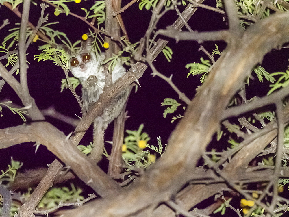 Adult Lesser Bushbaby (Galago moholi), in a tree at night in the Okavango Delta, Botswana, Africa