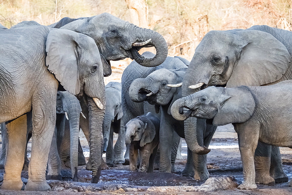 African elephant (Loxodonta africana), herd drinking at a watering hole in the Okavango Delta, Botswana, Africa