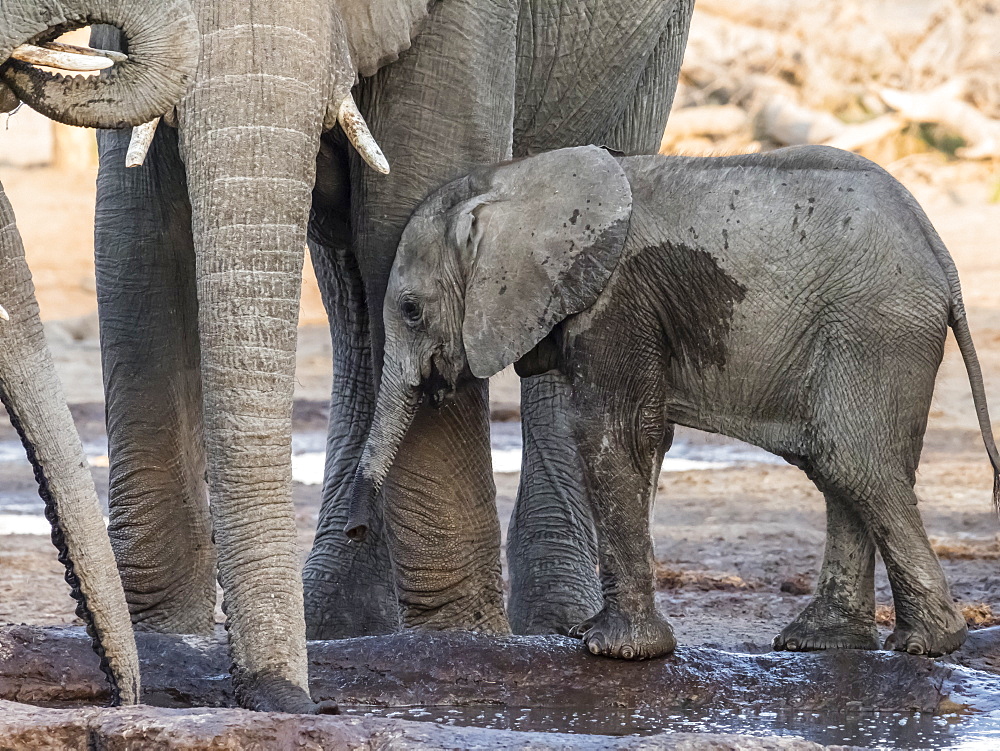 African elephant (Loxodonta africana), calf drinking at a watering hole in the Okavango Delta, Botswana, Africa