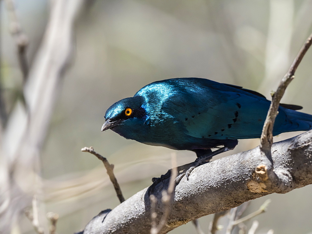 Adult greater blue-eared starling (Lamprotornis chalybaeus), in Chobe National Park, Botswana, Africa