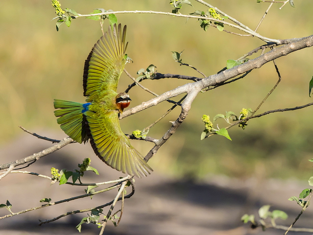 An adult white-fronted bee-eater (Merops bullockoides), taking flight in Chobe National Park, Botswana, Africa