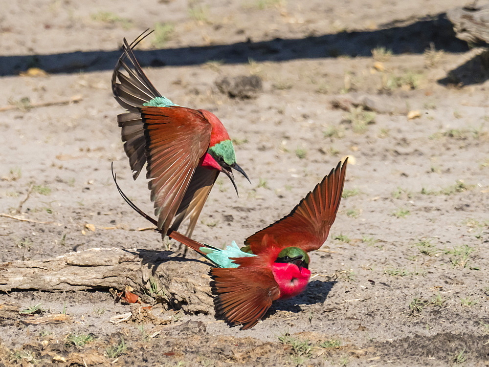 Adult southern carmine bee-eaters (Merops nubicoides), in confrontation in Chobe National Park, Botswana, Africa