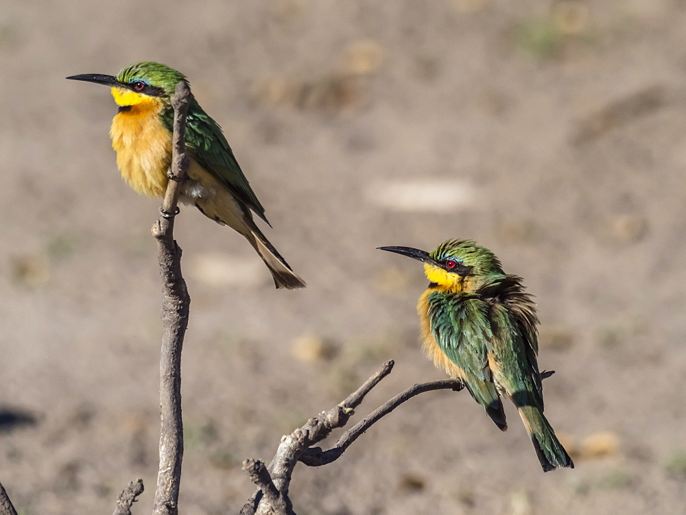 A pair of little bee-eaters (Merops pusillus), perched in Chobe National Park, Botswana, Africa