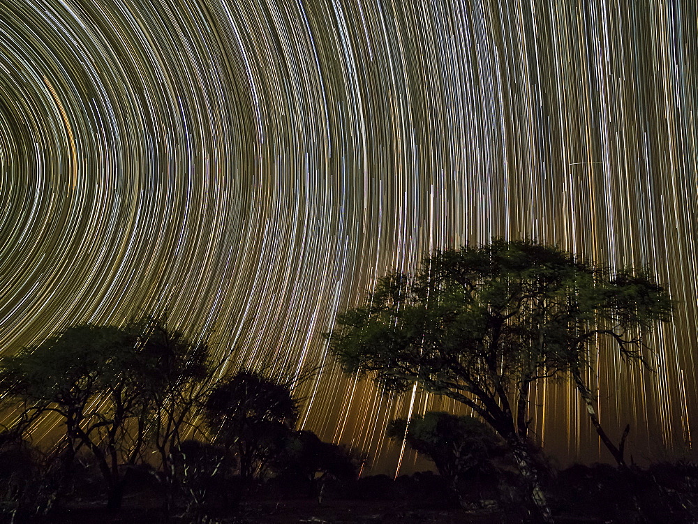 The milky way over acacia trees at night in the Okavango Delta, Botswana, Africa