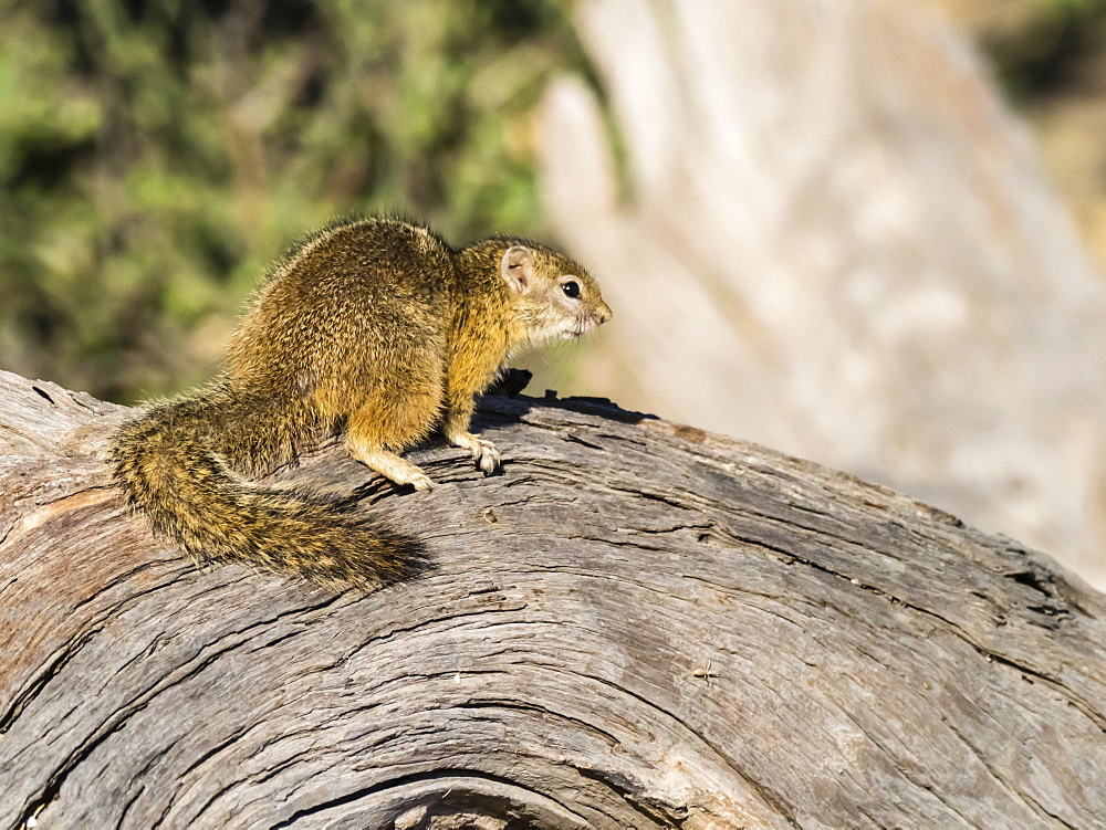 Adult tree squirrel (Paraxerus cepapi), in Chobe National Park, Botswana, Africa