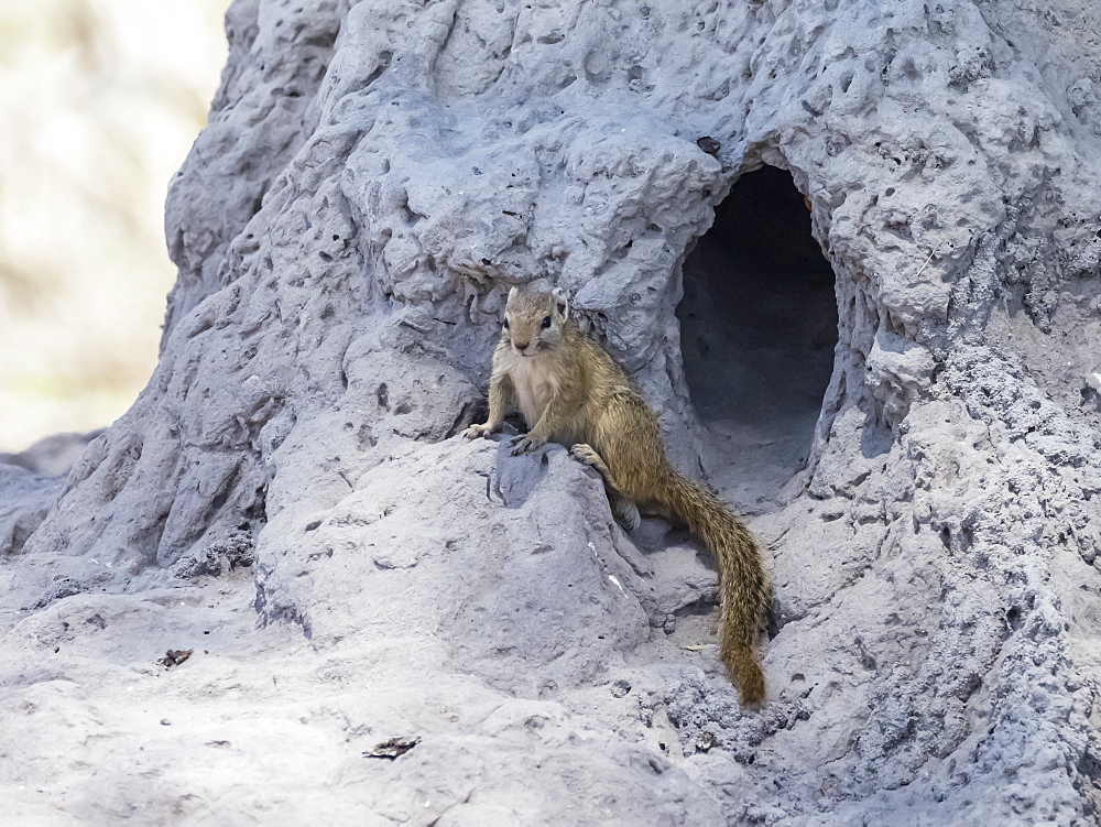 Adult tree squirrel (Paraxerus cepapi), in Chobe National Park, Botswana, Africa