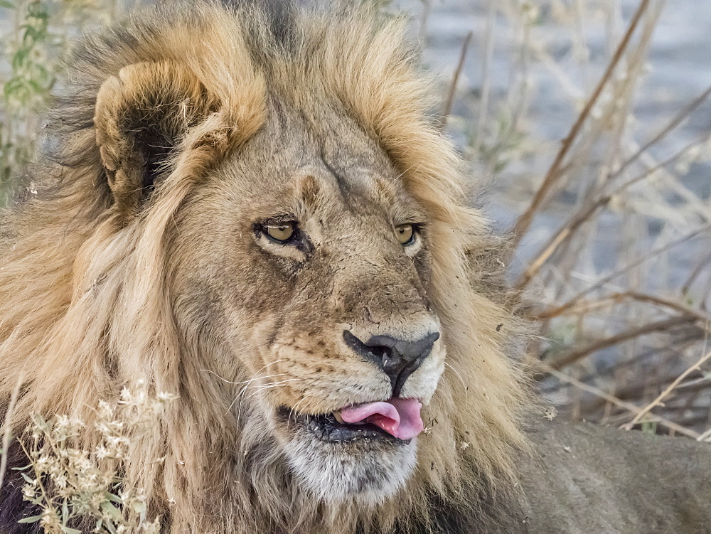 Adult male lion (Panthera leo), in the Okavango Delta, Botswana, Africa