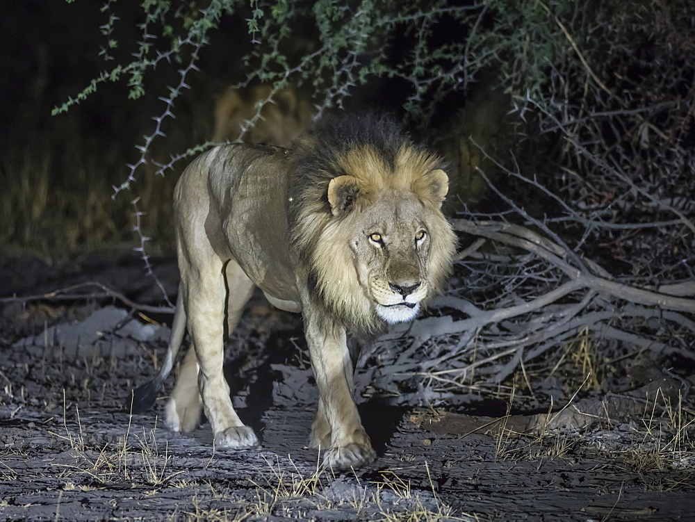 Adult male lion (Panthera leo), hunting at night in the Okavango Delta, Botswana, Africa