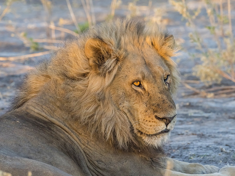 Adult male lion (Panthera leo), in the Okavango Delta, Botswana, Africa