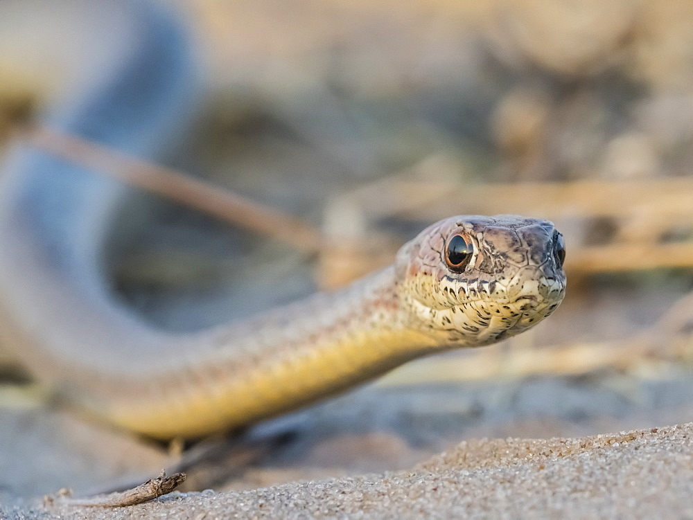 An adult olive grass snake (Psammophis mossambicus), in the Okavango Delta, Botswana, Africa