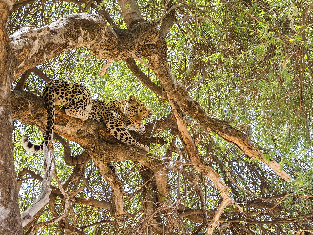 An adult leopard (Panthera pardus), feeding on a warthog it dragged up in a tree in Chobe National Park, Botswana, Africa